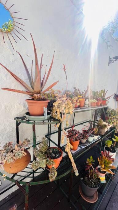 Le Jardin Du Roucas Lejlighed Marseille Eksteriør billede
